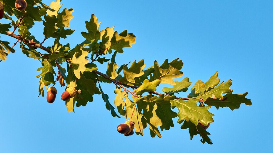 Close-up view of three acorns on oak tree between green leaf, under clear blue sky