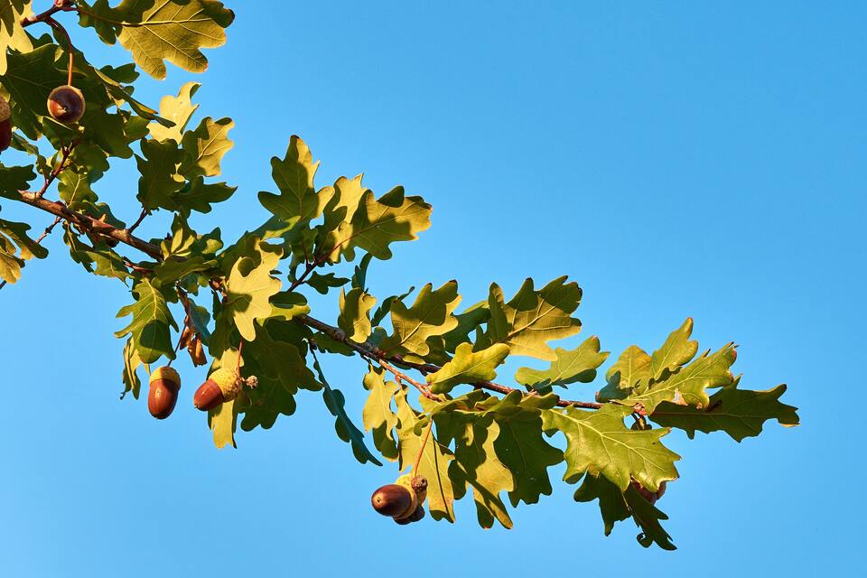 A branch with green leaves and acorns against a clear blue sky.