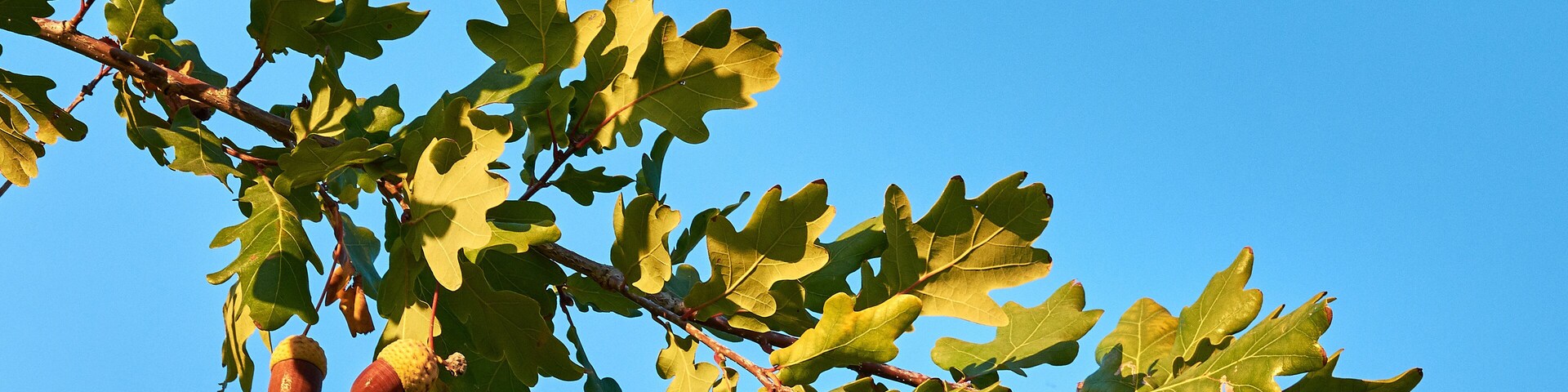 Close-up view of three acorns on oak tree between green leaf, under clear blue sky
