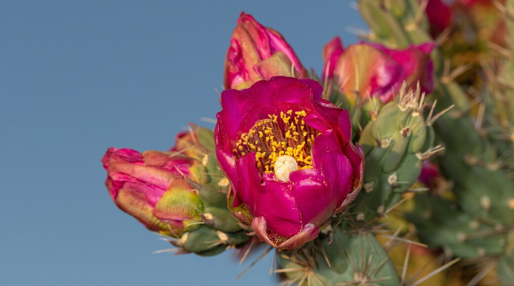 Tree cholla in bloom, high desert of Edgewood, New Mexico