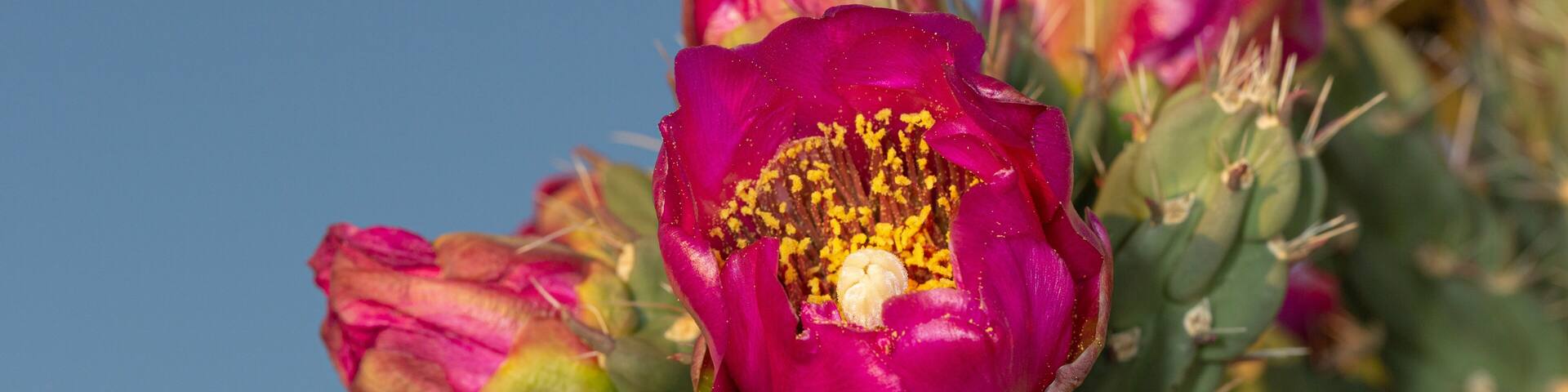 Tree cholla in bloom, high desert of Edgewood, New Mexico