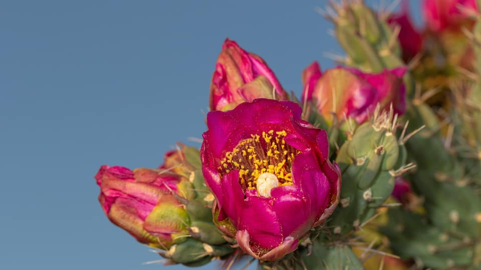 A cactus with vibrant pink flowers against a clear blue sky.