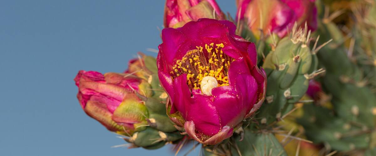 A cactus with vibrant pink flowers against a clear blue sky.