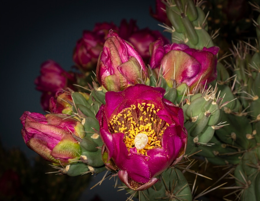 Tree cholla in bloom, high desert of Edgewood, New Mexico