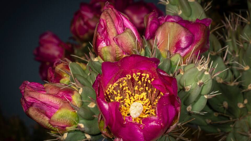 A cactus with vibrant pink flowers and green spines.