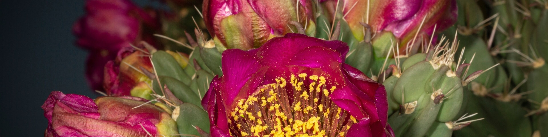Tree cholla in bloom, high desert of Edgewood, New Mexico