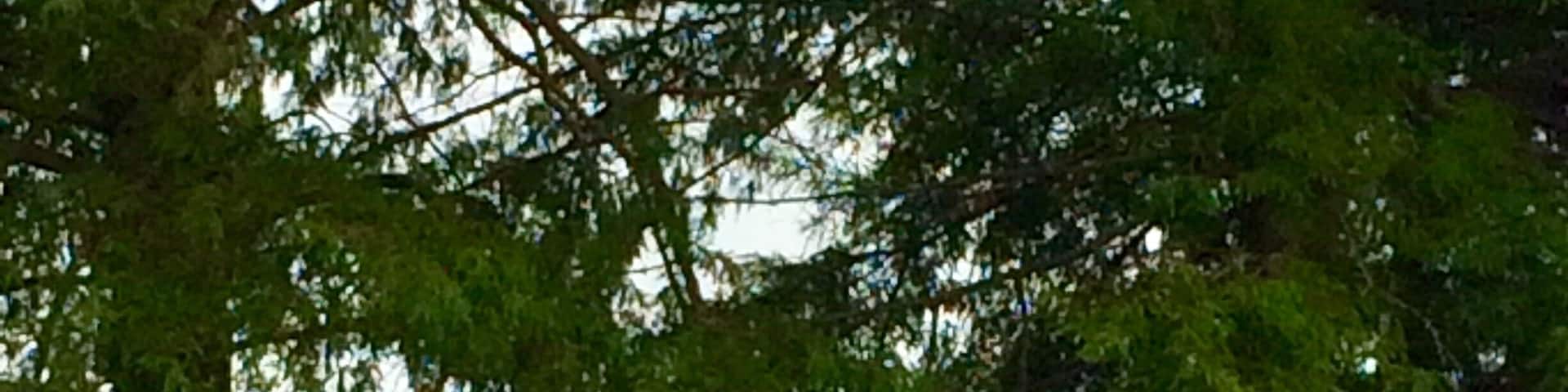 Pretty sure these are Bald Cypress trees. First time I ever saw them in Oklahoma.