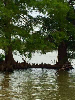 Pretty sure these are Bald Cypress trees. First time I ever saw them in Oklahoma.