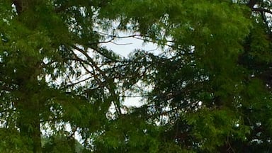 Pretty sure these are Bald Cypress trees. First time I ever saw them in Oklahoma.