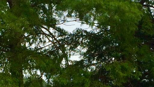 Pretty sure these are Bald Cypress trees. First time I ever saw them in Oklahoma.