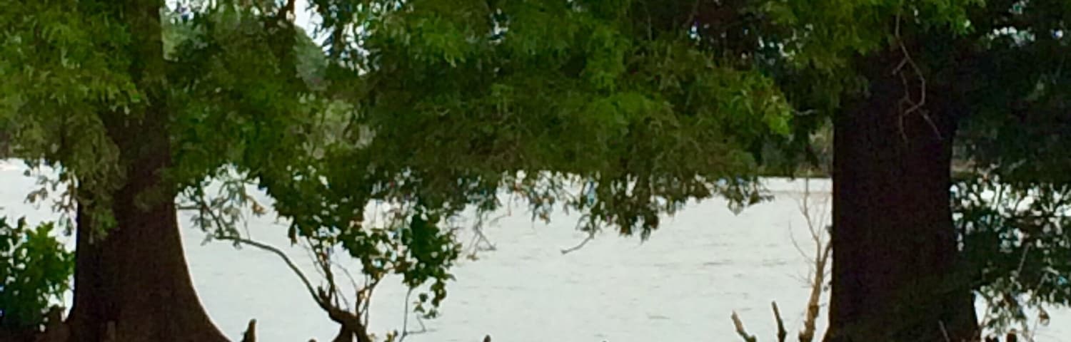 Pretty sure these are Bald Cypress trees. First time I ever saw them in Oklahoma.