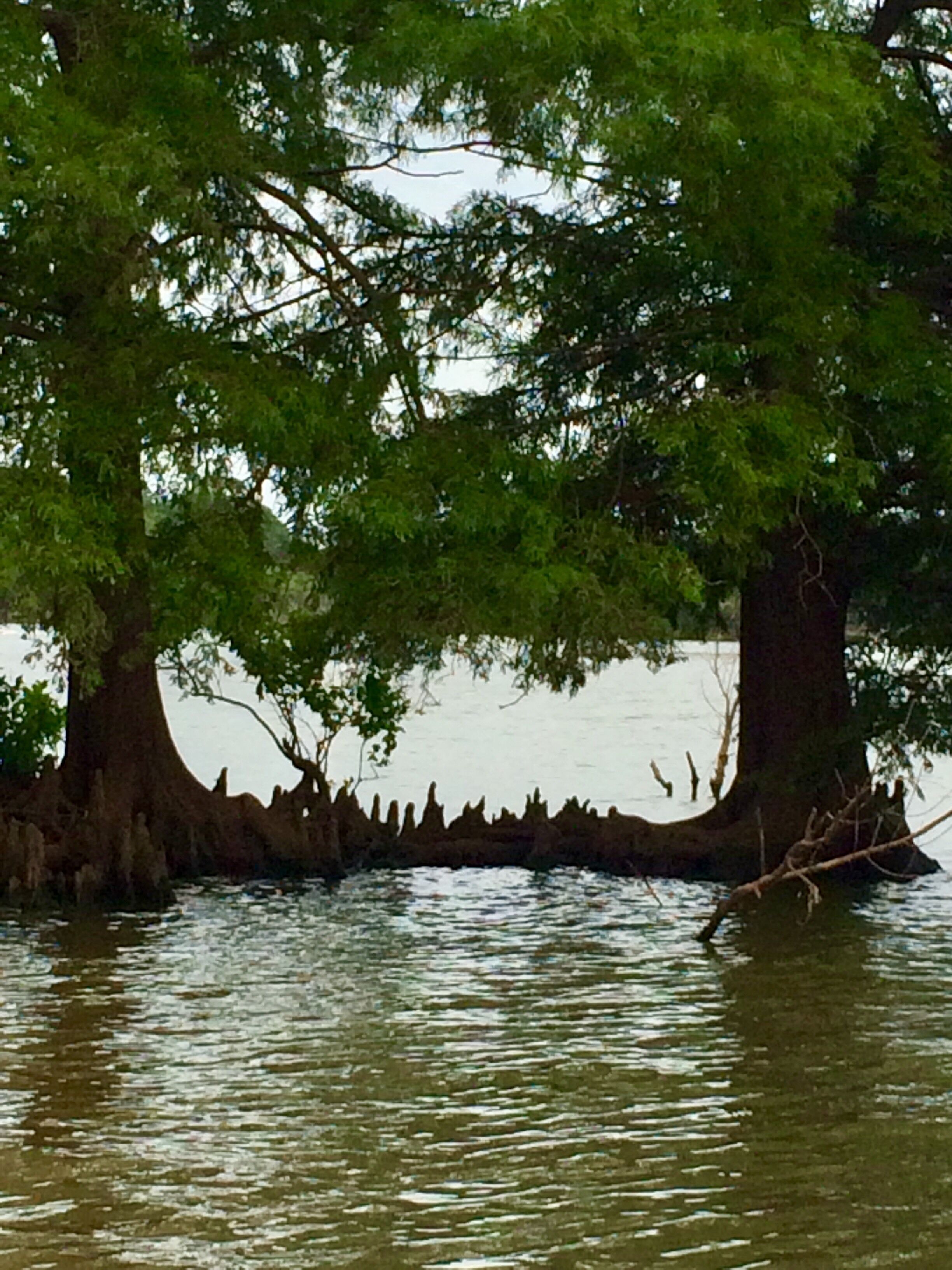 A tree with a thick trunk and dense foliage over a body of water.