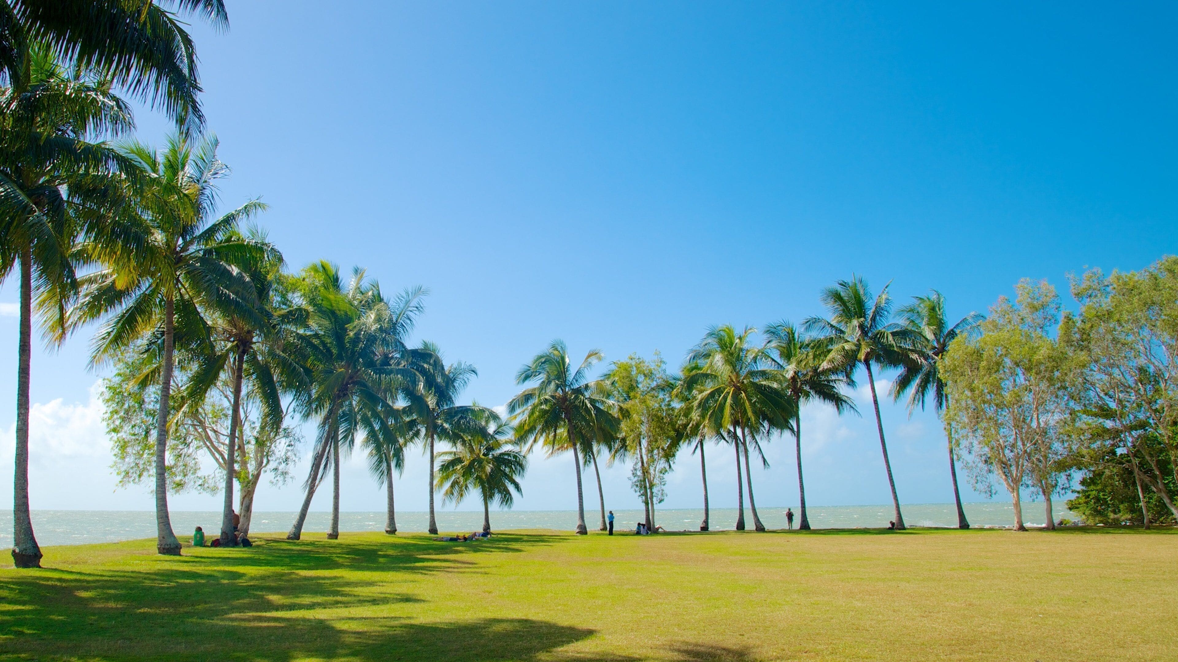 A beach with palm trees and a clear blue sky.