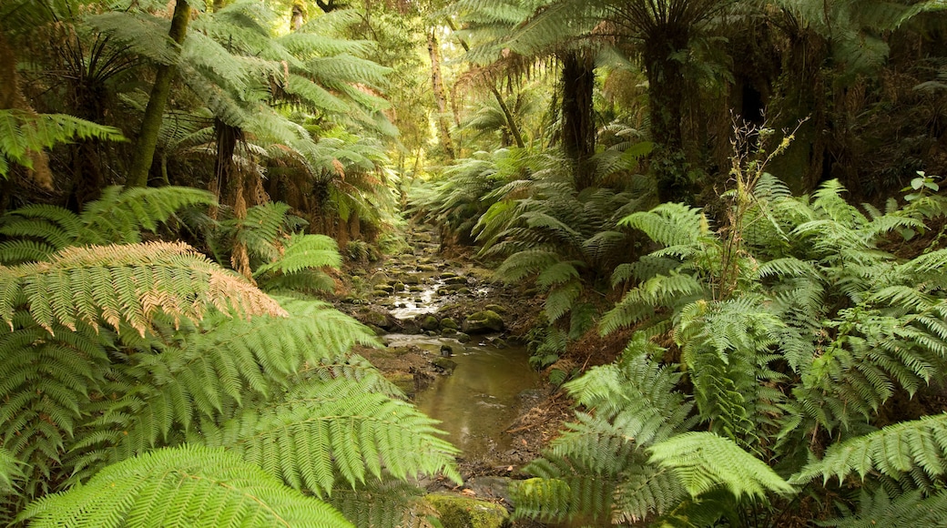 Tarra-Bulga National Park