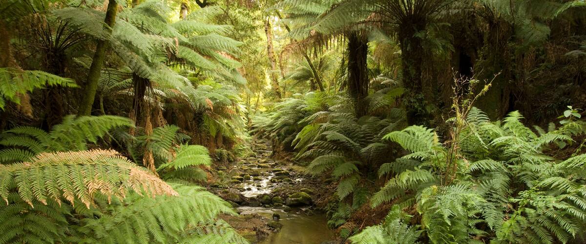 Tarra-Bulga National park in East Gippsland Victoria Australia ,