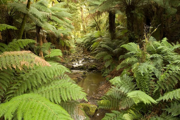 Tarra-Bulga National park in East Gippsland Victoria Australia ,
