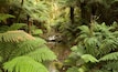 Tarra-Bulga National park in East Gippsland Victoria Australia ,