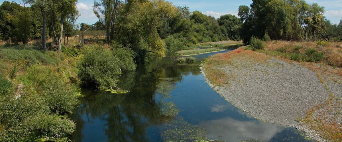 A river with green algae, surrounded by trees and shrubs.