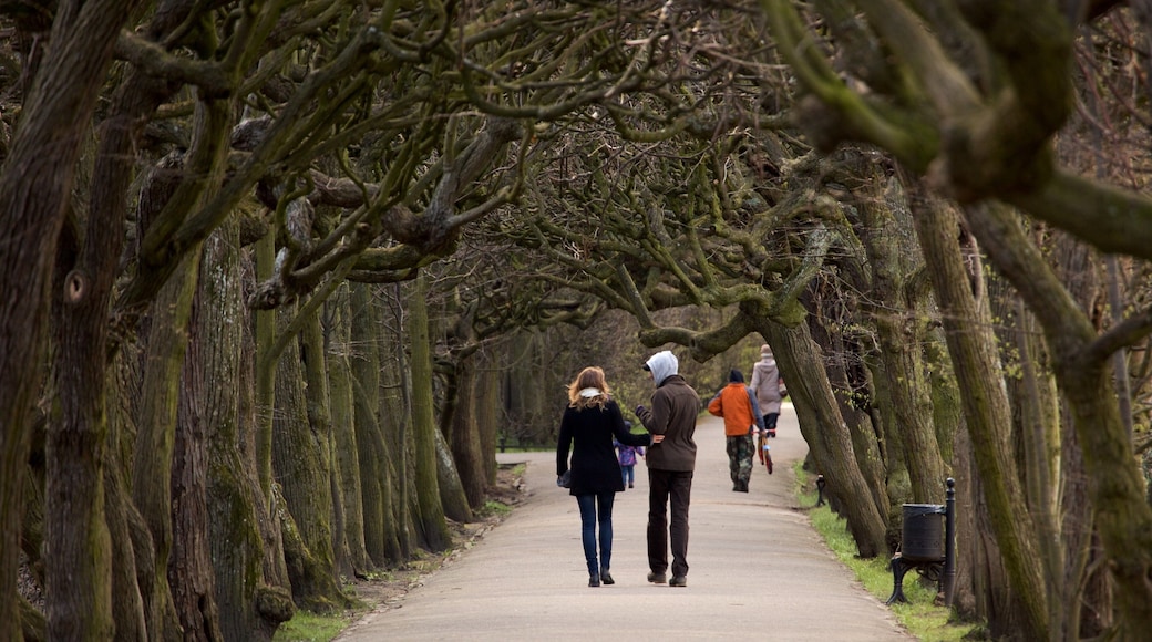 Oliwa Park showing a park as well as a couple