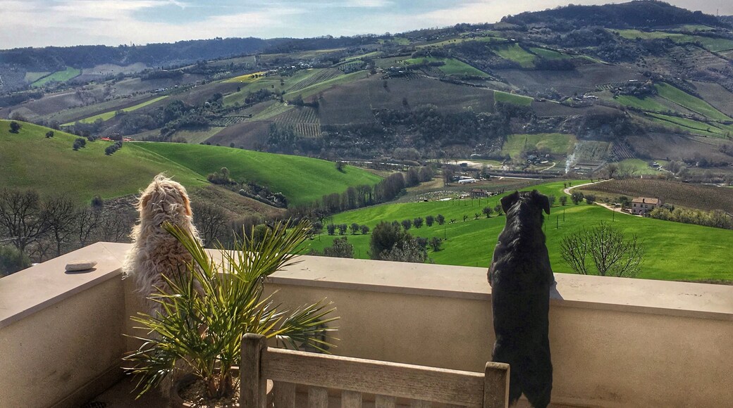 When even dogs are amazed by the view