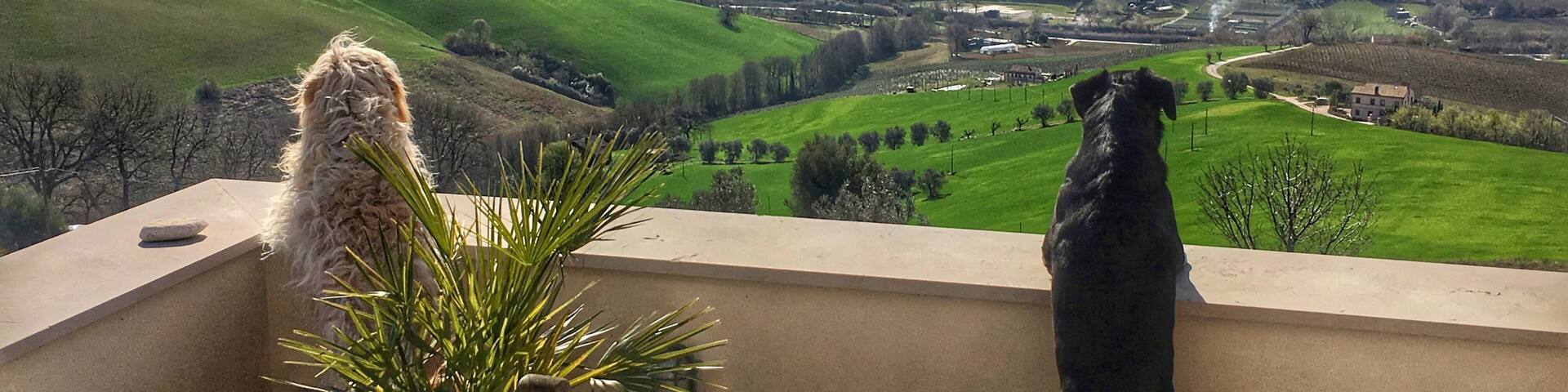 When even dogs are amazed by the view