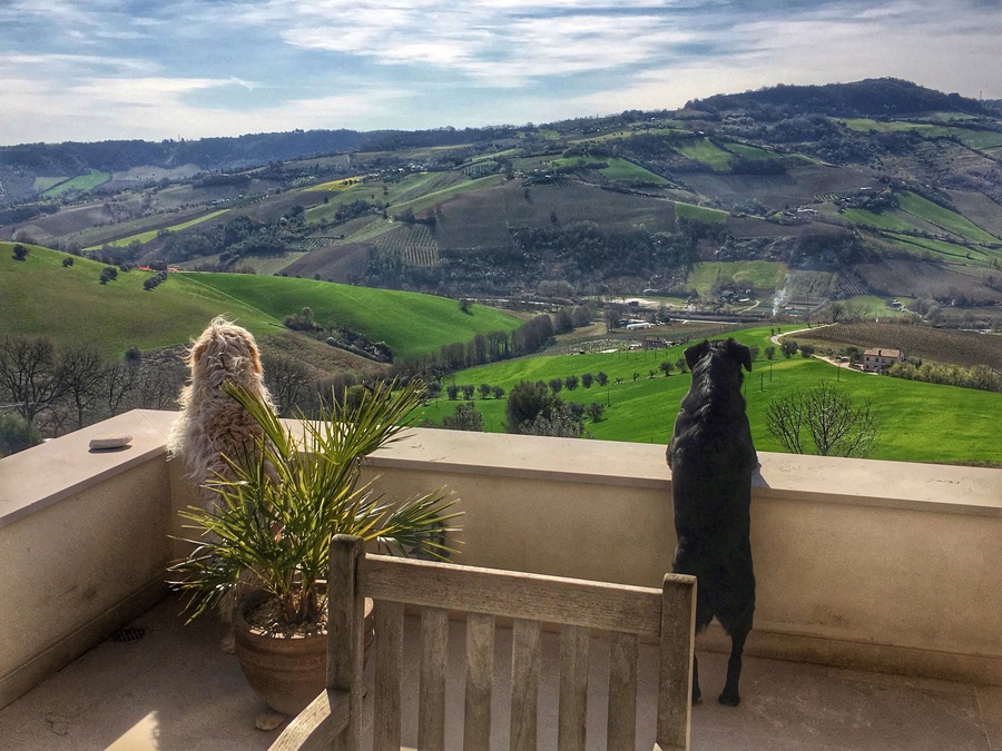 When even dogs are amazed by the view