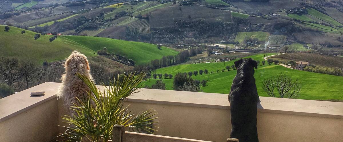 Two dogs on a balcony overlooking a green valley with rolling hills and a distant village.