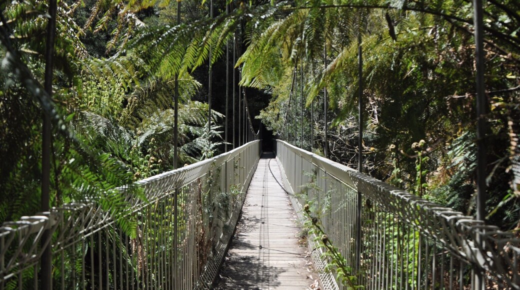 Everyone loves a swing bridge! This beautiful little national park in Victoria Australia is a little patch to excape reality with towering gums and fern glad gullies and the chance to spot a lyrebird in the wild!