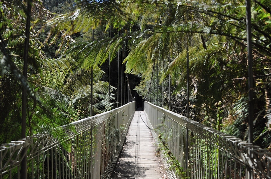 Everyone loves a swing bridge! This beautiful little national park in Victoria Australia is a little patch to excape reality with towering gums and fern glad gullies and the chance to spot a lyrebird in the wild!