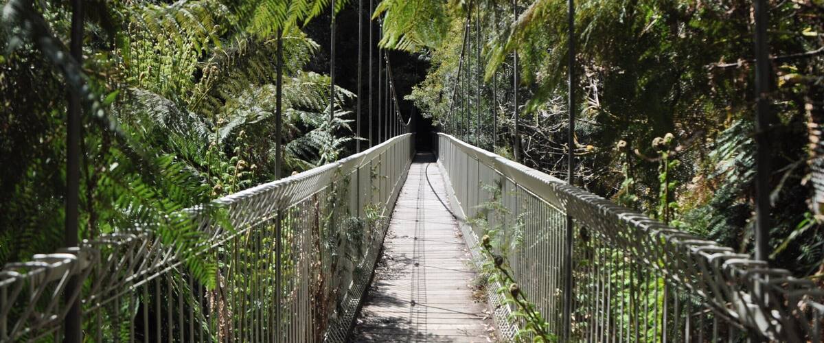 A suspension bridge surrounded by dense green foliage.