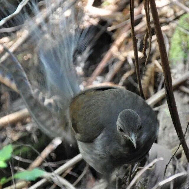 I was lucky enough to come across this Lyrebird at Tarra-Bulga National Park in Gippsland Victoria. Its a beautiful little park, a refuge amongst the farmland, full of towering trees and lush deep green ferns!