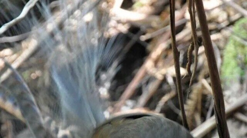 I was lucky enough to come across this Lyrebird at Tarra-Bulga National Park in Gippsland Victoria. Its a beautiful little park, a refuge amongst the farmland, full of towering trees and lush deep green ferns!