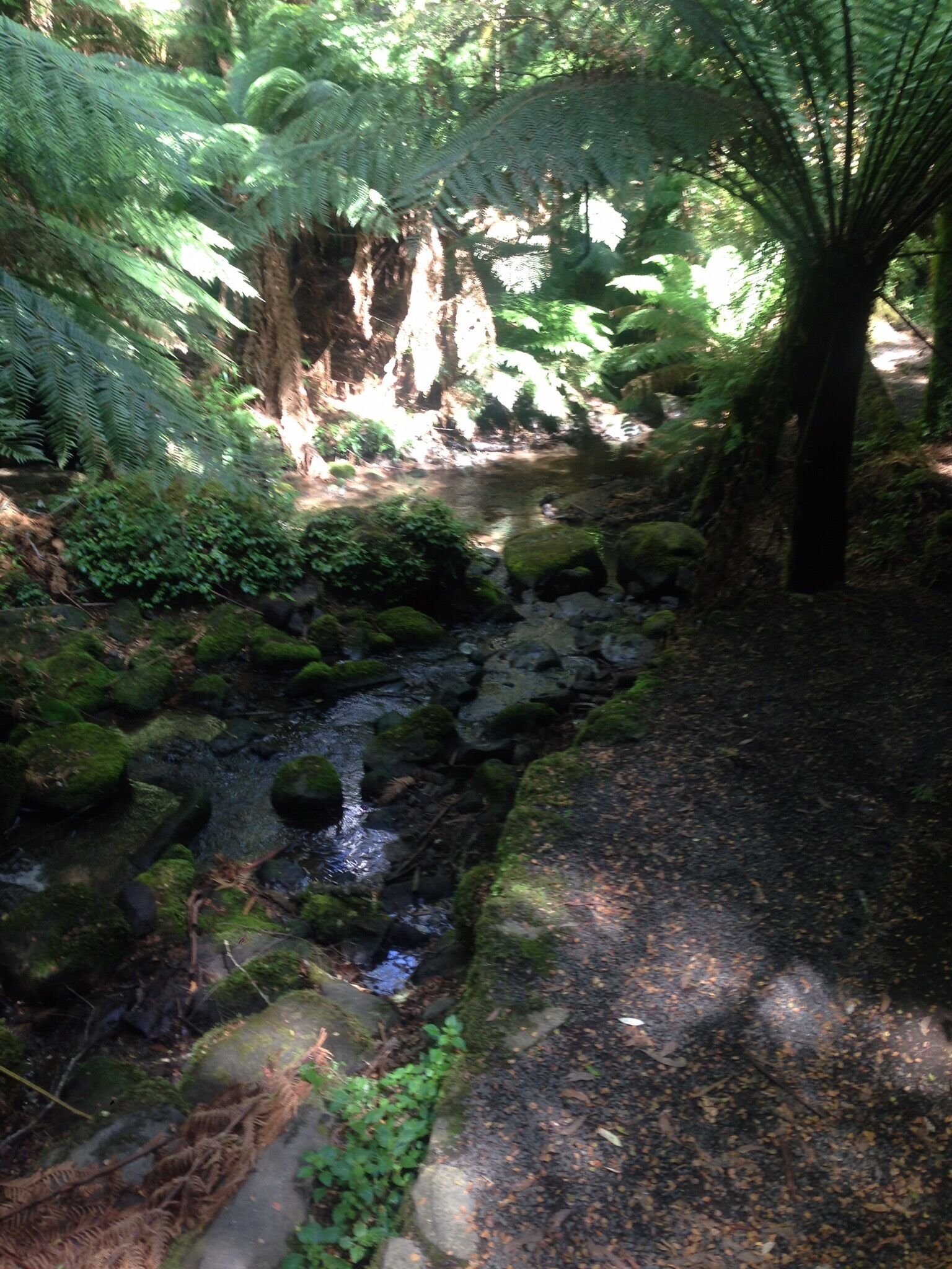 This cool temperate forest is so breathtaking. It is a must see destination when visiting the Gippsland region. 