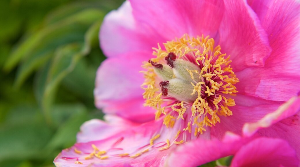 Polar-Alpine Botanical Gardens which includes flowers