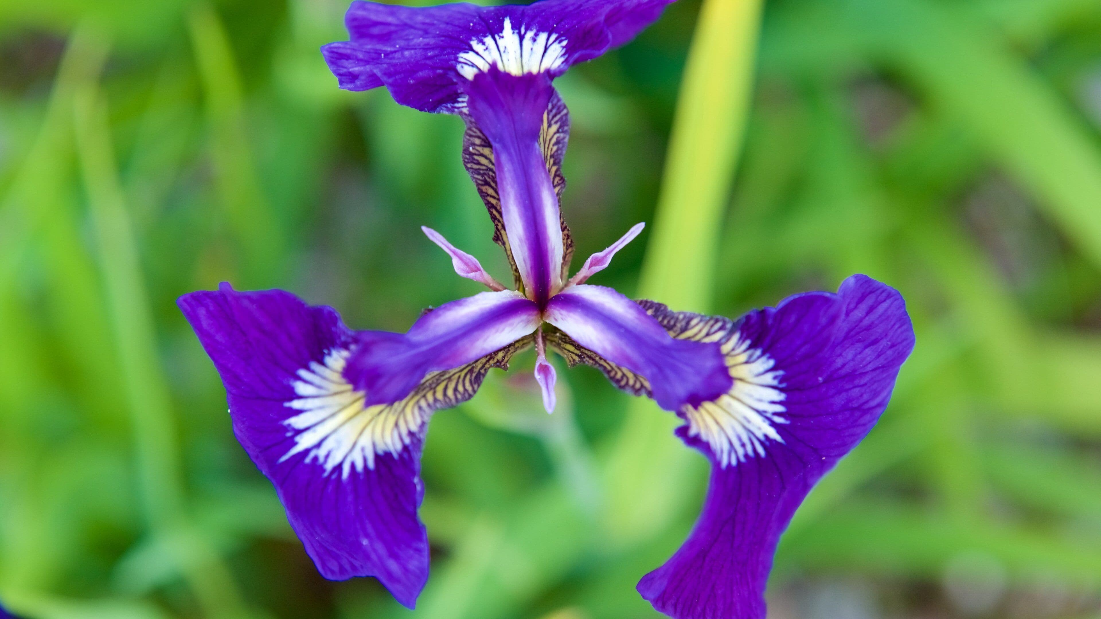 Arktisk-alpin botanisk hage som viser blomster
