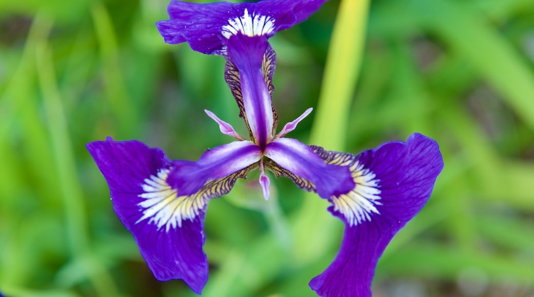 Arktisch-alpiner botanischer Garten das einen Blumen