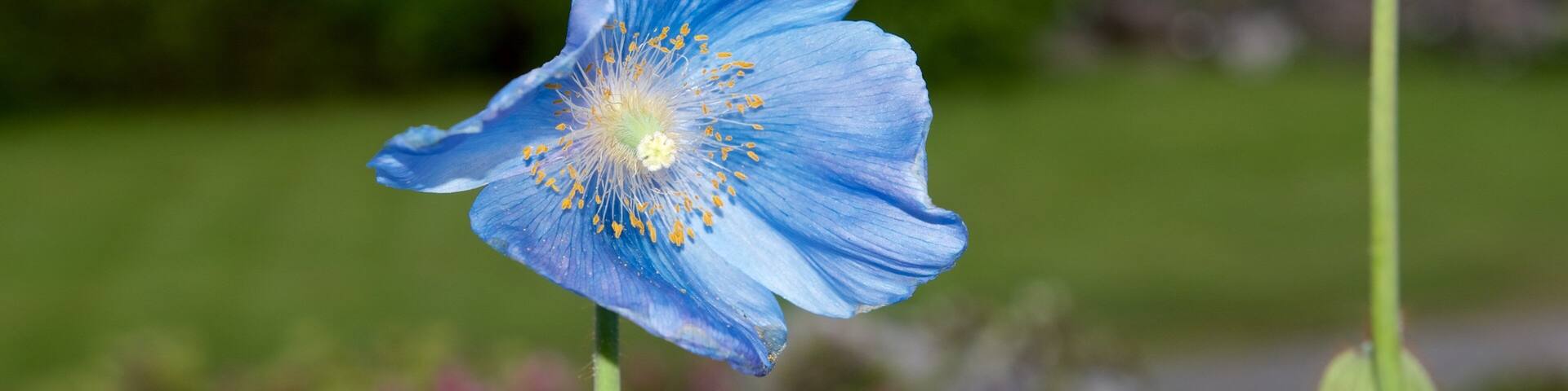 Polar-Alpine Botanical Gardens featuring flowers