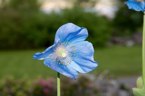 Jardin botanique polaire alpin montrant fleurs