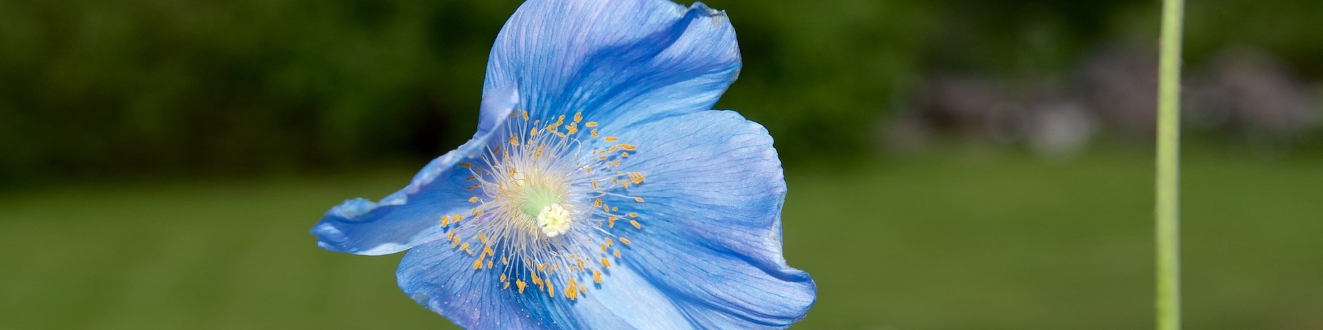 Polar-Alpine 植物園 其中包括 花卉