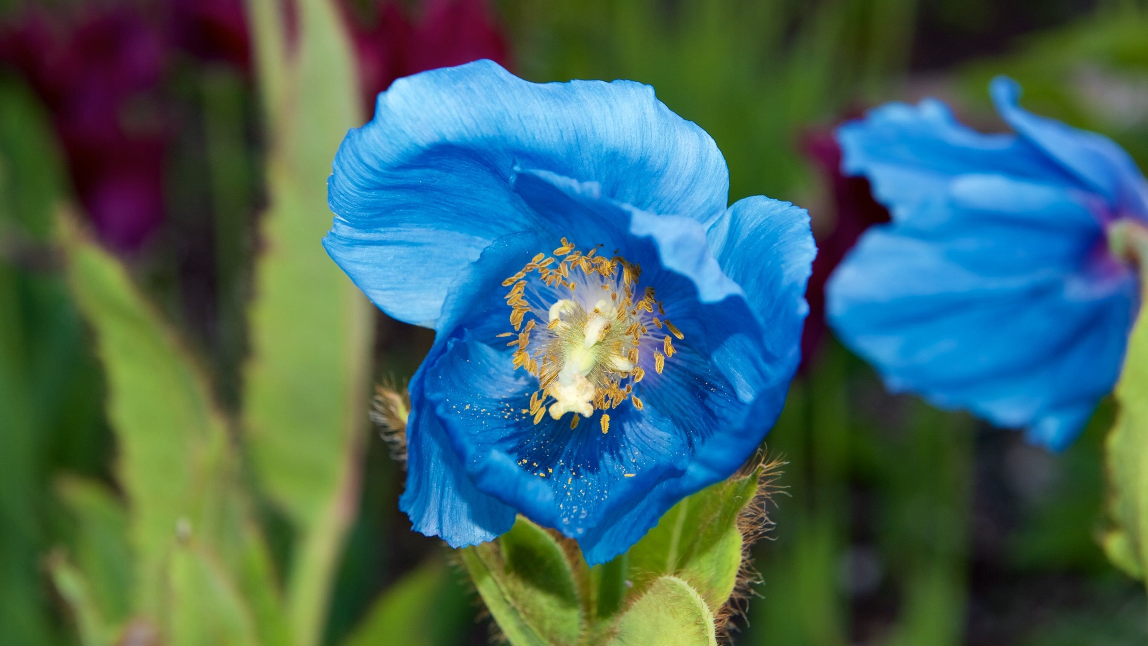 Jardín botánico polar alpino ofreciendo flores