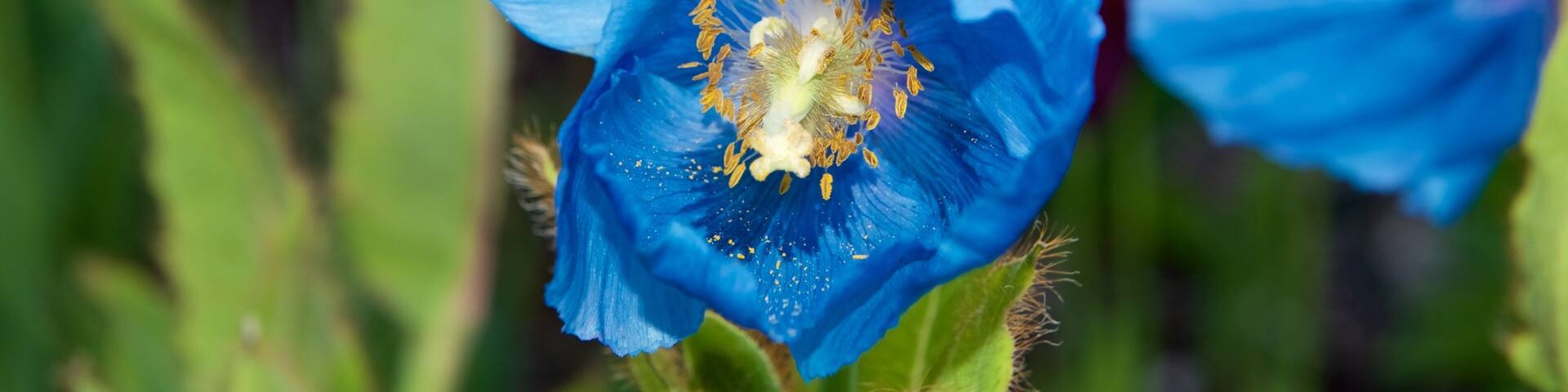 Polar-Alpine Botanical Gardens featuring flowers