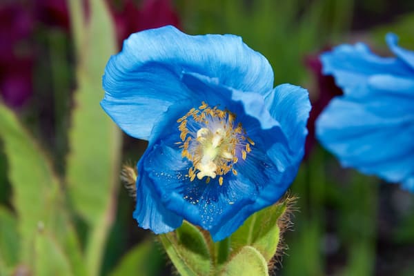 Arktisch-alpiner botanischer Garten welches beinhaltet Blumen
