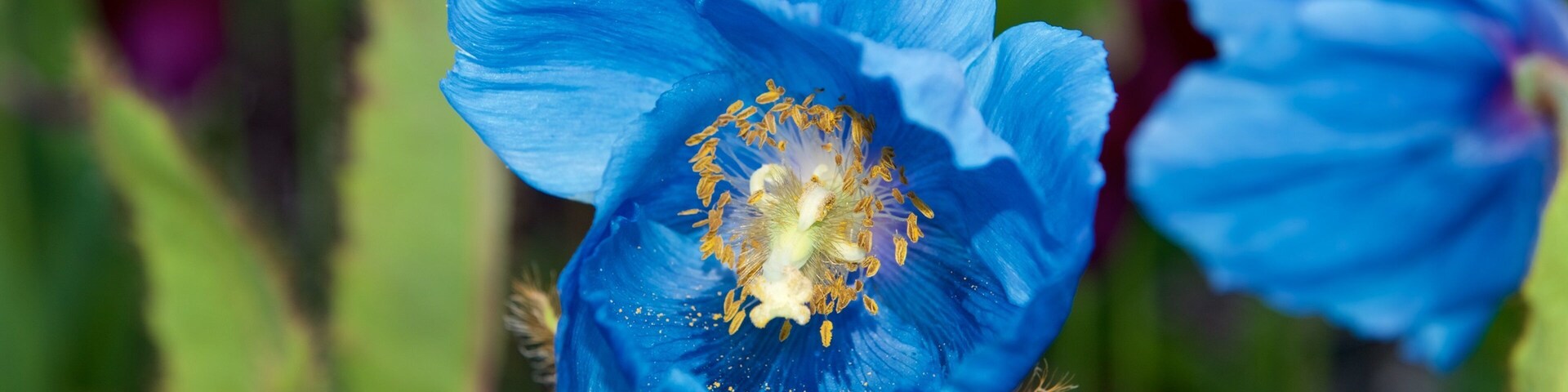 Arktisch-alpiner botanischer Garten welches beinhaltet Blumen
