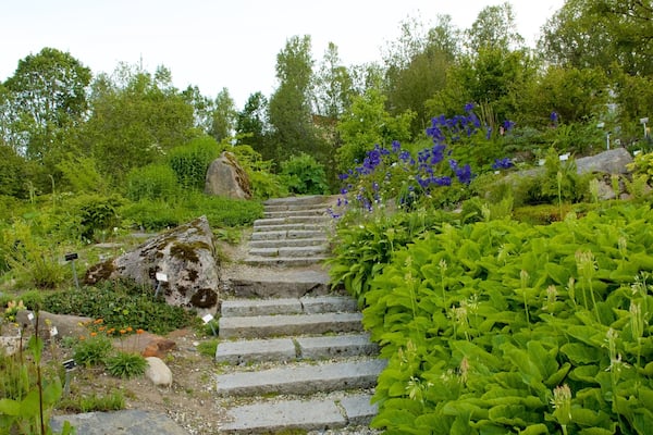 Jardin botanique polaire alpin mettant en vedette fleurs et parc