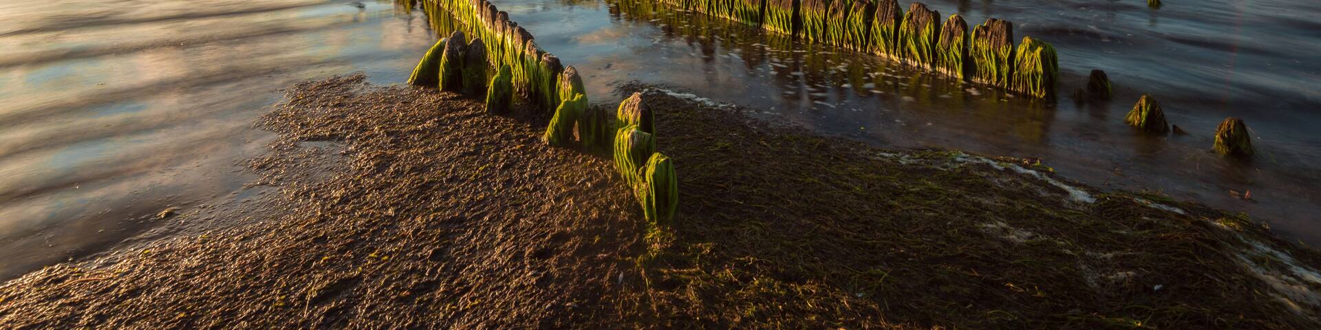 Wooden breakwater in sunset time in Rewa village. Poland.; Shutterstock ID 594874508