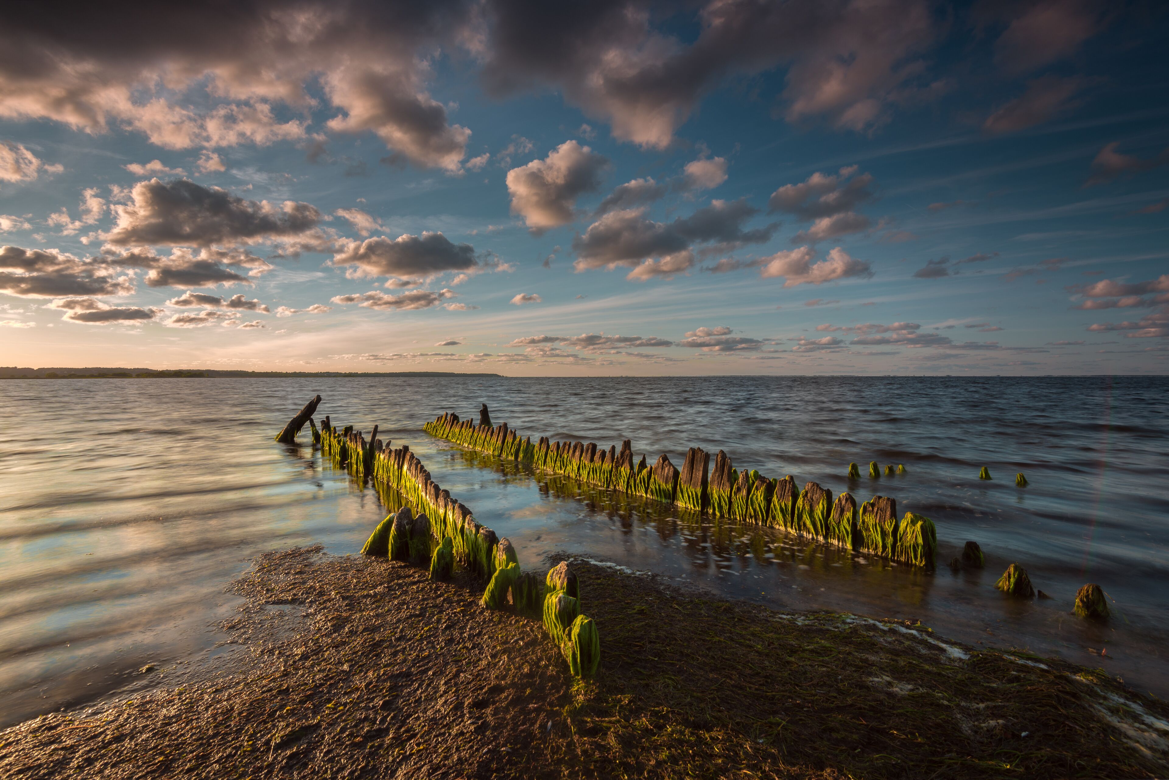 A calm lake with a wooden breakwater and green algae growth.