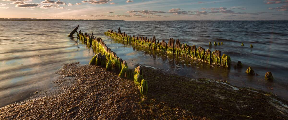 A calm lake with a wooden breakwater and green algae growth.