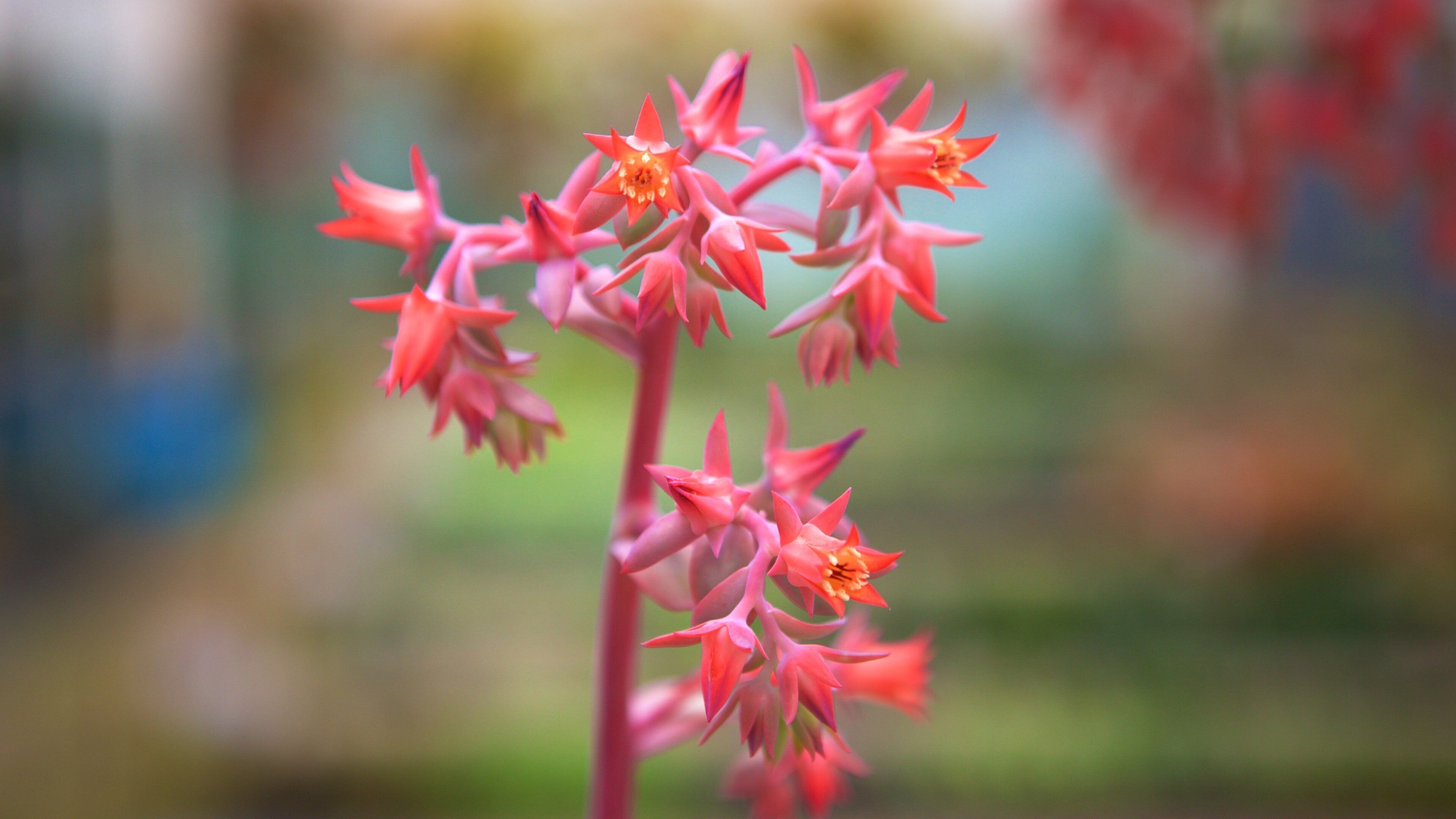 Le Jardin - Parc de Lavande mettant en vedette fleurs