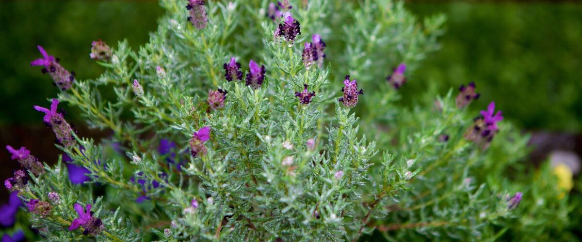 Lavender Garden Park featuring wildflowers