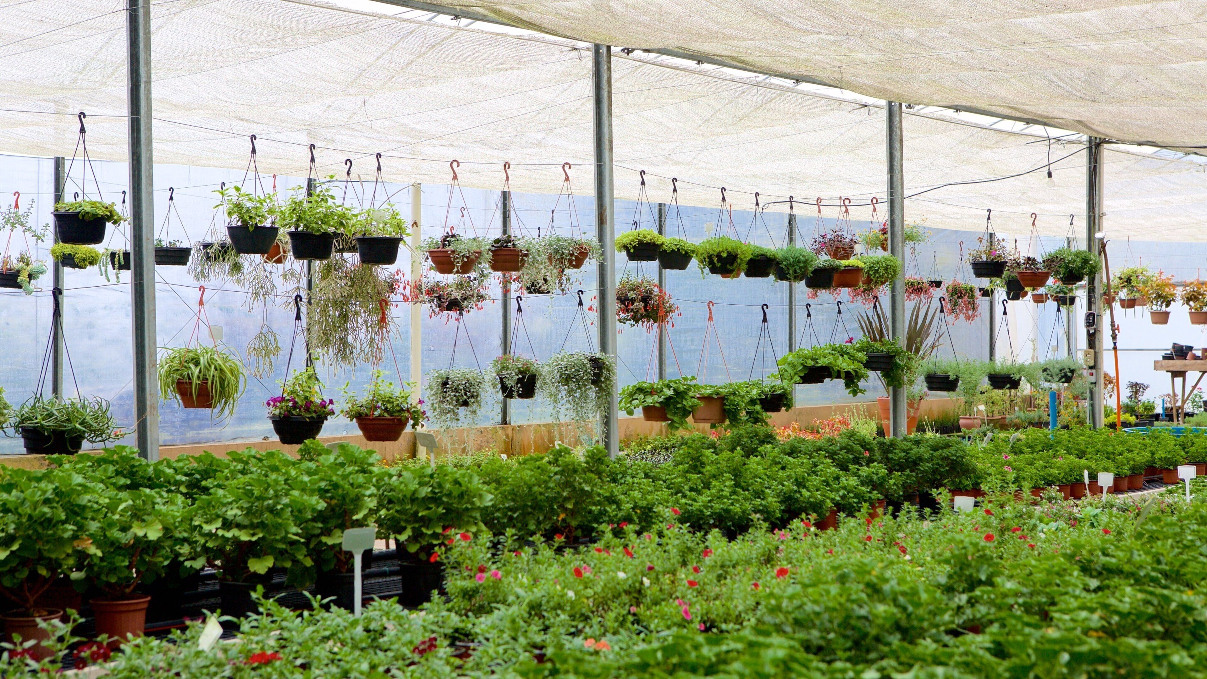 Le Jardin Parque de Lavanda presenterar blommor